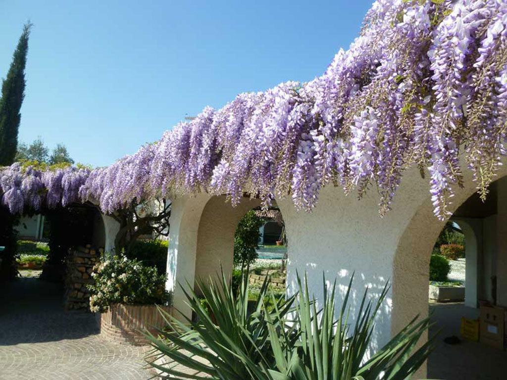 Villa Dolcevita San Costanzo Zewnętrze zdjęcie